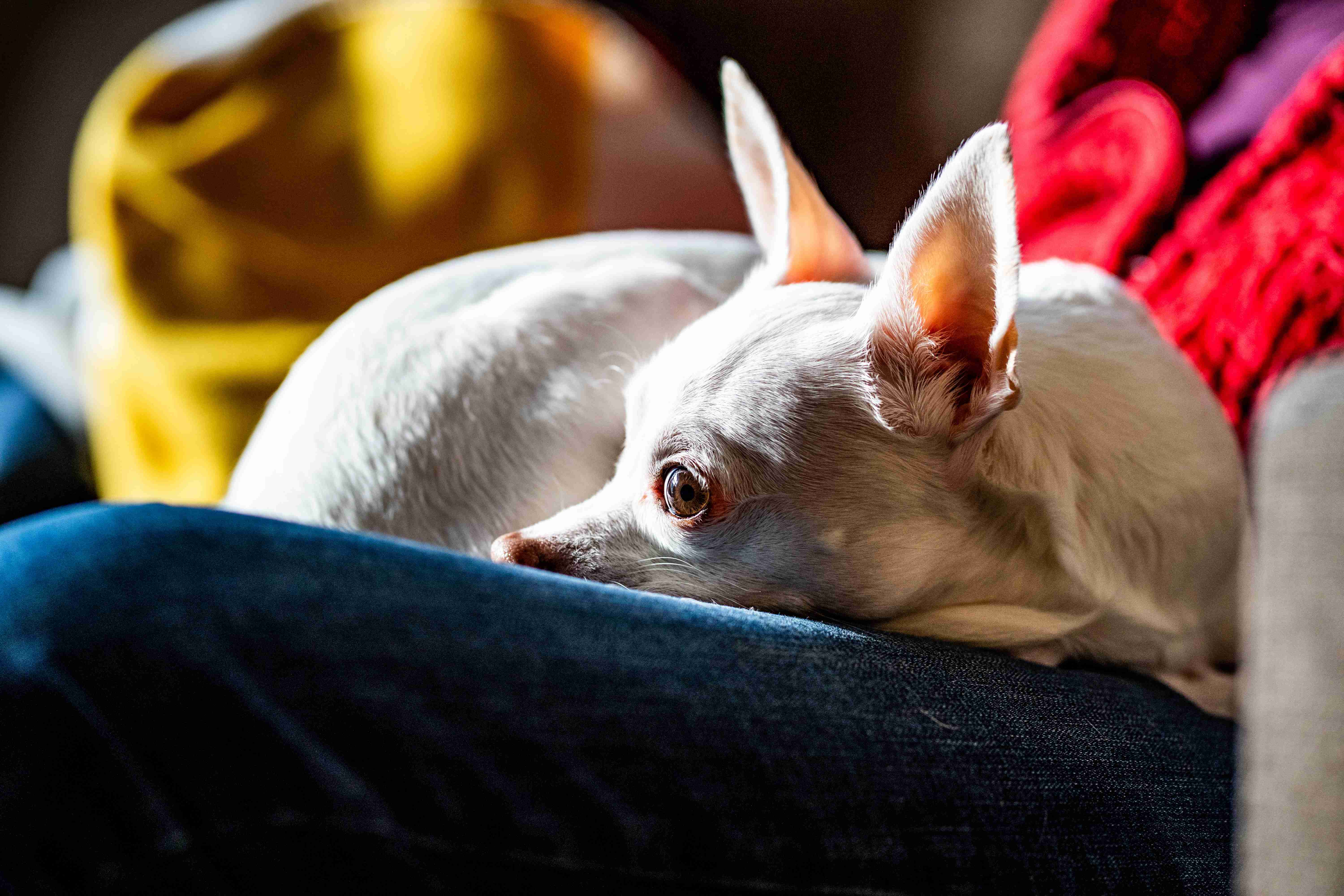 Are there any specific relaxation aids or products that can help calm a Chihuahua's anger?